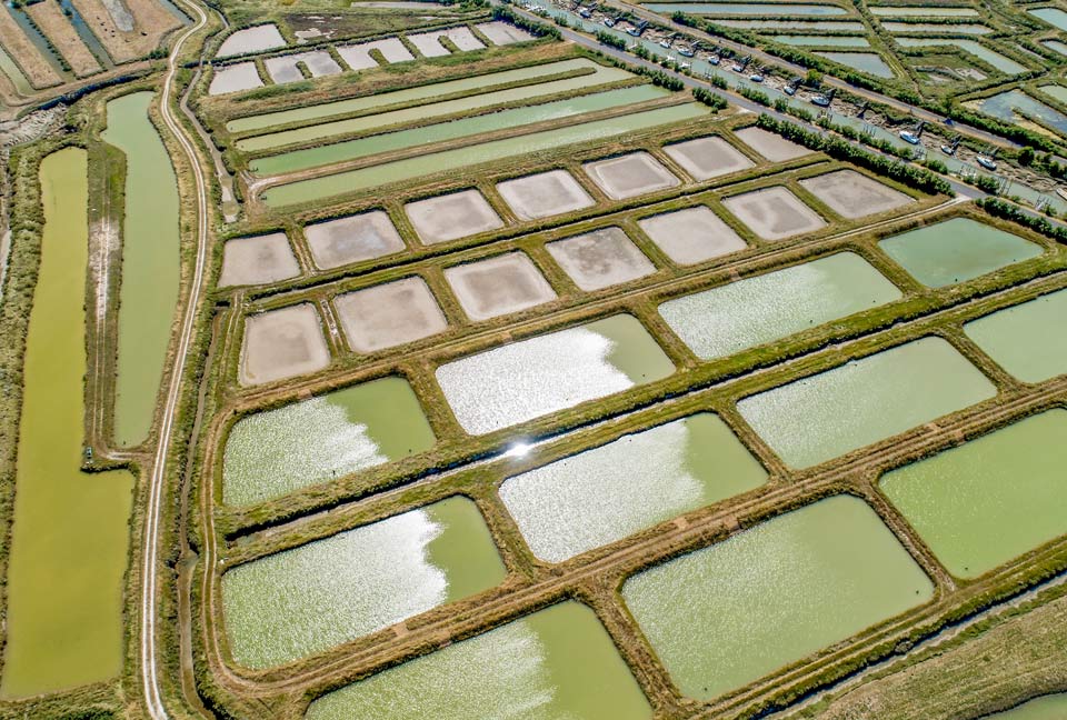 Marennes Oléron basin